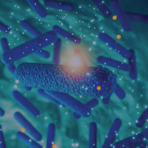 STEC Under the Microscope