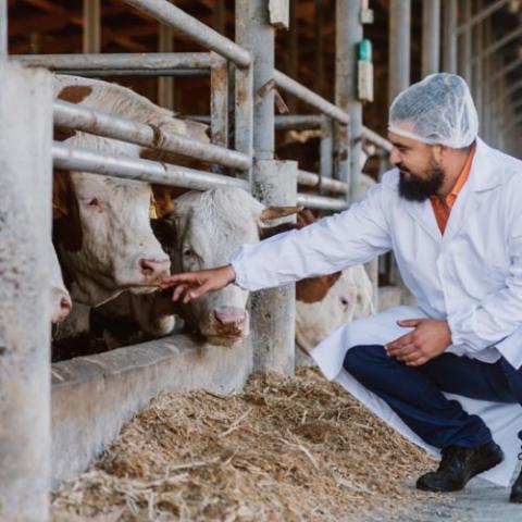 Animal Welfare Guidelines